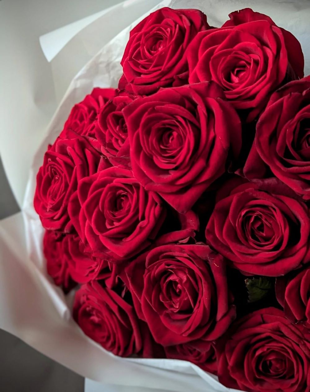 Red Roses Large Fragranced Best roses